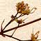 Acer pseudo-platanus L., flowers x8