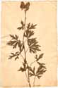 Aconitum napellus L., front