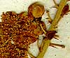Actaea racemosa L., näbild x8