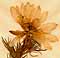 Adonis vernalis L., flower x4