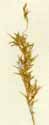 Agrostis capillaris L., spike x4