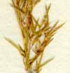 Agrostis capillaris L., spike x8