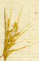 Agrostis cruciata L., spike x8