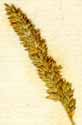 Agrostis virginica L., spike x8