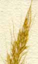 Agrostis spica venti L., spike x8