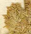 Agrostis stolonifera L., spike x8