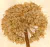 Allium nutans L., inflorescens x3