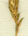 Alopecurus agrestis L., part of spike x8