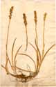 Anthericum ossifragum L., front