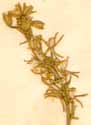 Anthericum ossifragum L., inflorescens x6