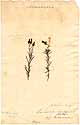 Antirrhinum linaria L., front