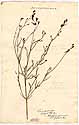 Antirrhinum sparteum L., front