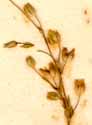 Arenaria serpyllifolia L., inflorescens x8