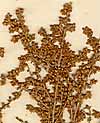 Artemisisa aethiopica L., inflorescens x8