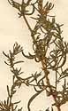 Artemisia annua L., inflorescens x8