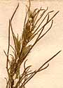 Artemisia campestris L., inflorescens x8