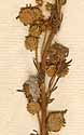 Artemisia rupestris L., inflorescens x8