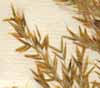 Arundo calamagrostis L., spike x8