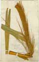 Arundo phragmites L., front