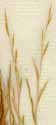 Arundo phragmites L., spike x8