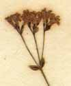 Asperula tinctoria L., inflorescens x8