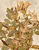 Astragalus alpinus L., fruit & flowers x8