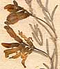 Astragalus arenarius L., inflorescens x8