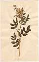 Astragalus frigidus A. Gray, front