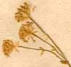 Astrantia minor L., blomställning x8