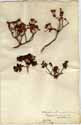 Azalea lapponica L., framsida