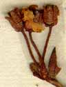 Azalea lapponica L., blomställning x8