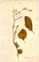 Basella alba L., framsida