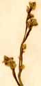 Basella alba L., blomställning x6