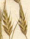 Bromus arvensis L., spike x8