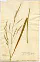 Bromus giganteus L., front