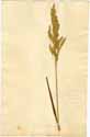 Bromus inermis L., front