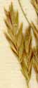 Bromus inermis L., spike x8