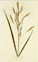 Bromus inermis L., front