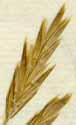 Bromus inermis L., spike x8