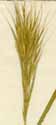 Bromus madritensis L., spike x5