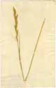 Bromus pinnatus L., front