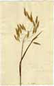 Bromus purgans L., front