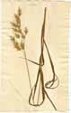 Bromus purgans L., front