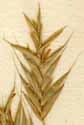 Bromus purgans L., spike x8