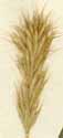 Bromus scoparius L., ax x7