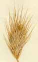 Bromus scoparius L., ax x5