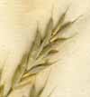 Bromus secalinus L., spike x8