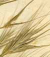 Bromus sterilis L., spike x6