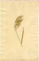 Bromus tectorum L., front