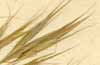 Bromus tectorum L., spike x6